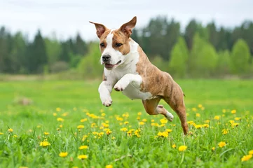 Photo sur Plexiglas Chien American staffordshire terrier chien jouant sur le terrain