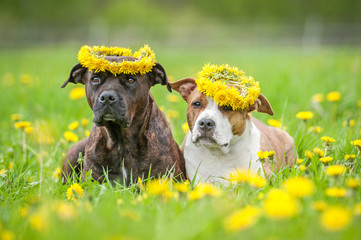 Two american staffordshire terrier dogs with a wreaths of flowers on their heads