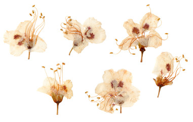 Pressed and dried plum flowers - obrazy, fototapety, plakaty