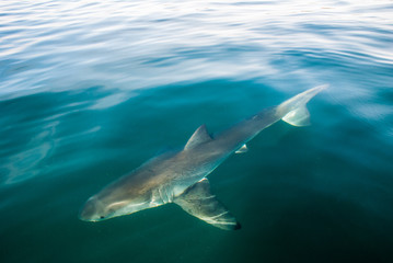 Great white shark (Carcharodon carcharias)