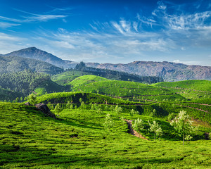 Fototapeta na wymiar Tea plantations, Munnar, Kerala state, India