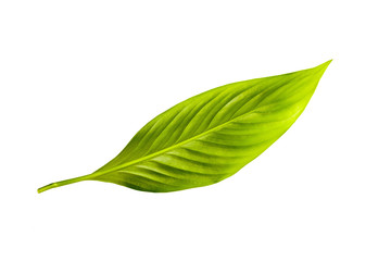 Green leaf  isolated  on the white background