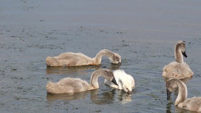 swan cygnets swimming in the lake