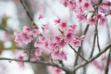 Wild Himalayan Cherry
