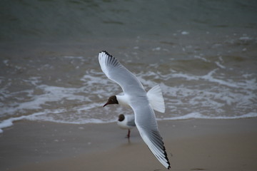 Möwen am Meer
