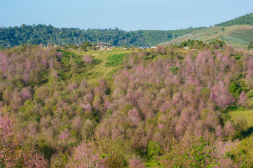 Wild Himalayan Cherry