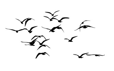 flock of birds 