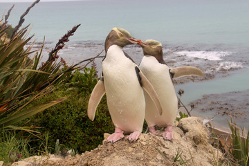 Fototapeta premium rarest Yellow-eyed Penguin, megadyptes antipodes, New Zealand, South Islan