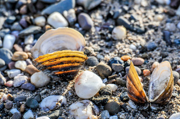 Zons am Rhein - Muscheln