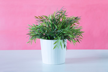 A potted plant on a pink background