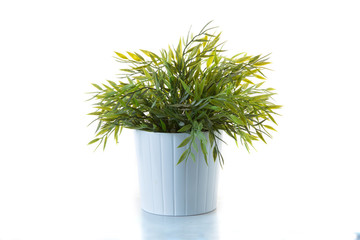 A potted plant isolated on white