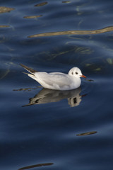 seagull on lake