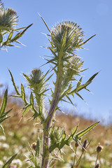 Distel