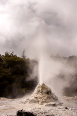 Fototapeta na wymiar Lady Knox geyser, Rotorua,New Zealand North Island