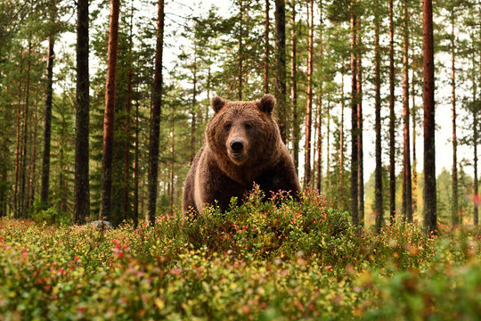 brown bear in forest