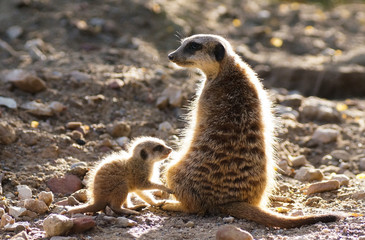 Fototapeta premium Suricate