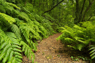 Path through the rainforest of Los Tilos on La Palma