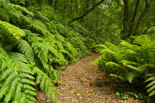 Fototapeta Path through the rainforest of Los Tilos on La Palma