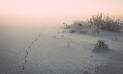 animal footsteps in snow  on cold morning - vintage effect toned