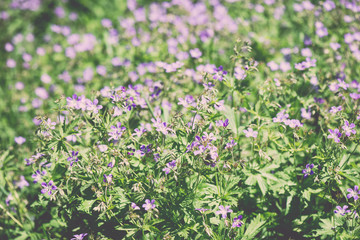 Summer flower meadow background - vintage effect