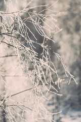 branch in hoar frost on cold morning - vintage effect toned