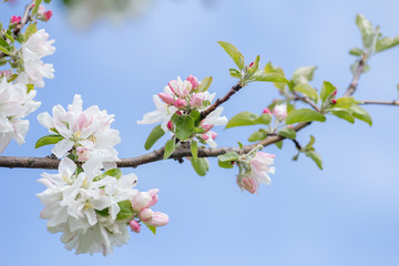 Spring softness of pink and white apple tree flowers on branch