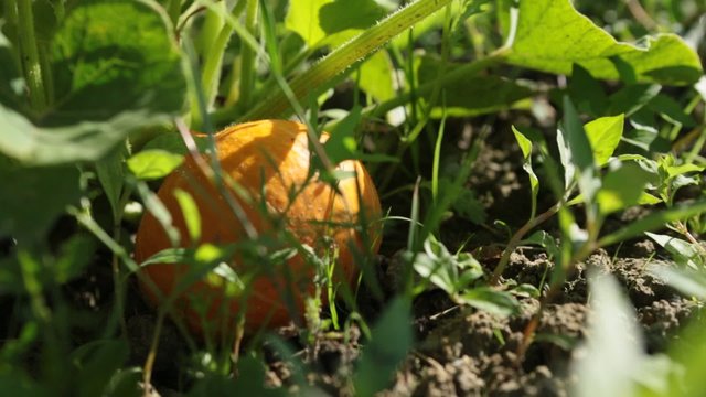 Personne dans champ coquelicot au premier plan