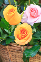 Orange Pink beautiful rose in basket