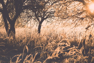 branch in hoar frost on cold morning sunrise - vintage effect to