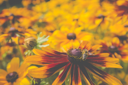 Close-up photo of a Western Honey Bee gathering nectar and sprea