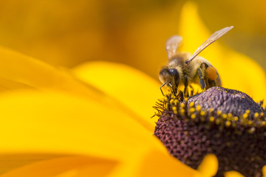 Close-up photo of a Western Honey Bee gathering nectar and sprea