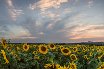 Obraz premium Sunflower field on sunset