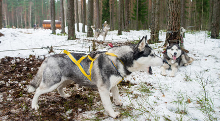Naklejka premium Husky dog barks. Outdoor In Winter, Snow Background