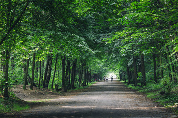 Path between green trees in a park in Poland in summer.