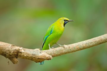 Bird Name Blue winged Leaf bird