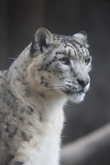 snow leopard, Uncia uncia, observing prey