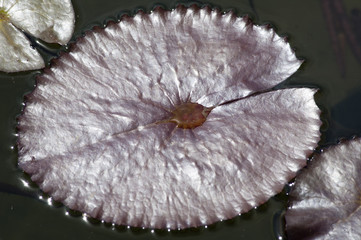beautiful water lily