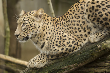 Fototapeta na wymiar portrait Persian leopard, Panthera pardus saxicolor sitting on a branch