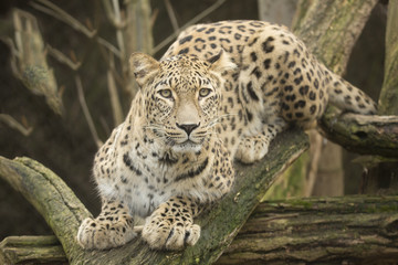 Obraz na płótnie Canvas portrait Persian leopard, Panthera pardus saxicolor sitting on a branch