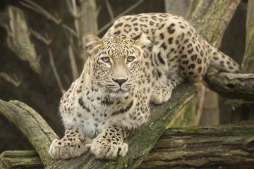 Foto op Plexiglas portrait Persian leopard, Panthera pardus saxicolor sitting on a branch © vladislav333222