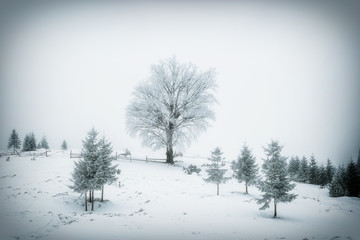 Landscape with trees in hoarfrost