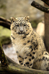 Naklejka premium annual cub snow leopard, Uncia uncia, portrait.