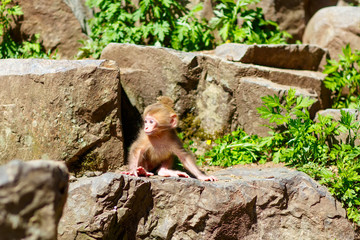 Japanese snow monkeys in hot springs of Nagano, Japan