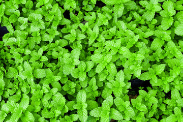 Obraz premium peppermint leaves