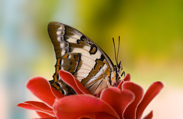 Butterfly on torch ginger flower, blurred background
