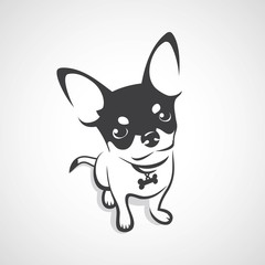 Chihuahua dog - obrazy, fototapety, plakaty
