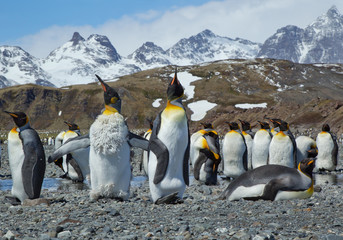 Obraz premium Young king penguin, changing plumage, cleaning feathers, portrait, with clean blue background, South Georgia Island, Antarctica