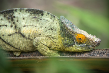 Camaleon on a branch
