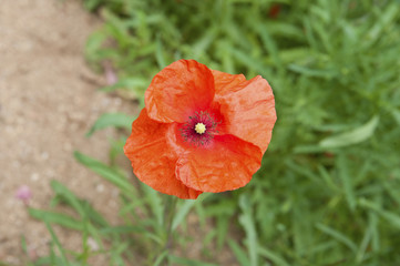 Flower of wild poppy..