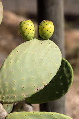 Opuntia ficus-indica is a species of cactus that has long been a domesticated crop plant important in agricultural economies throughout arid and semiarid parts of the world.